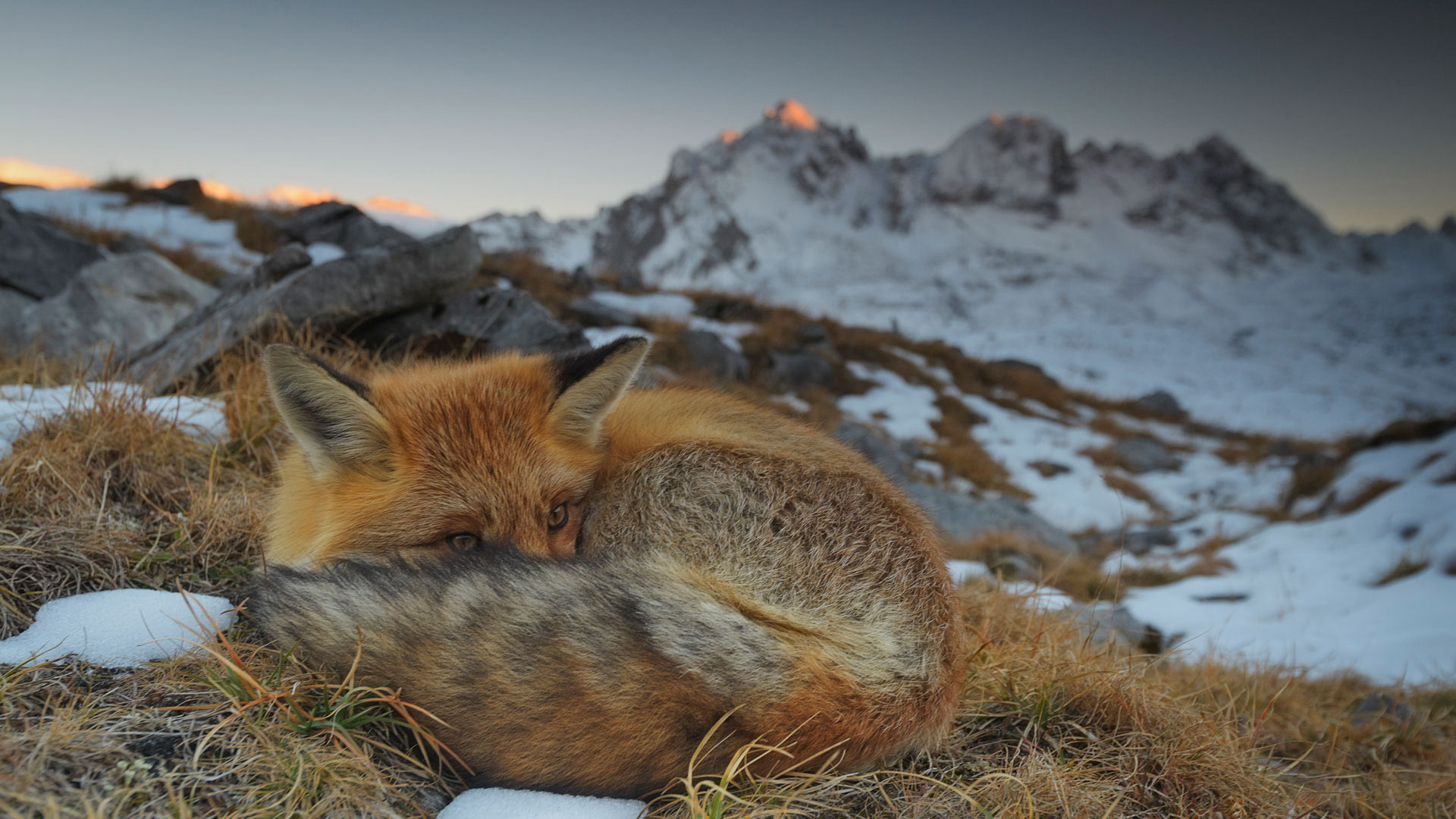 Fox Close Up Alps