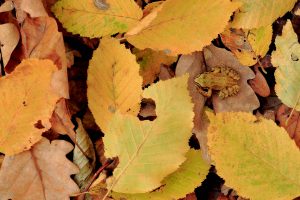 Frog Autumn Leaf