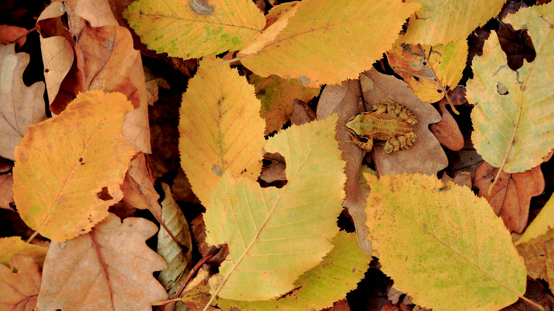 Frog Autumn Leaf