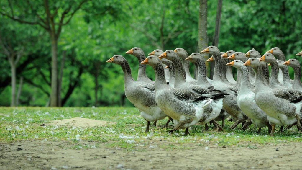 Geese Dordogne