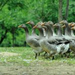 Geese Dordogne