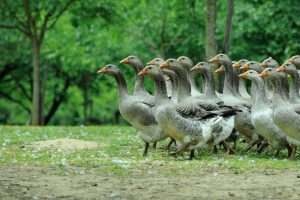 Geese Dordogne