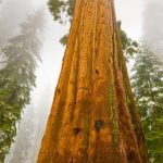 Giant Sequoia