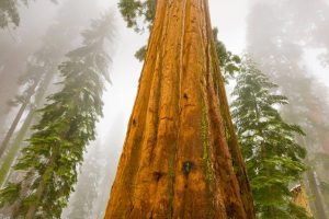 Giant Sequoia