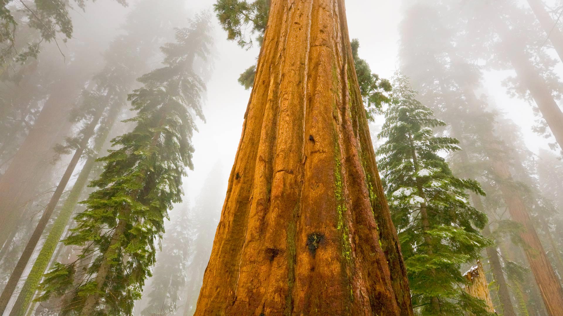 Giant Sequoia