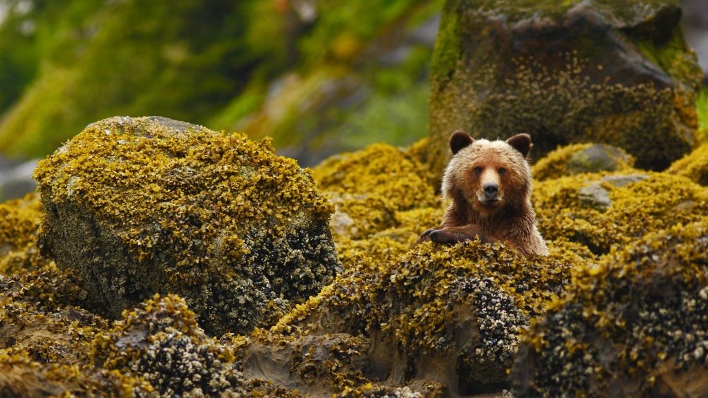 Great Bear Rainforest