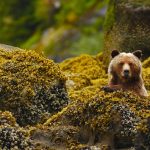 Great Bear Rainforest