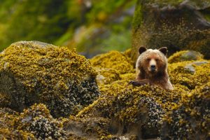 Great Bear Rainforest