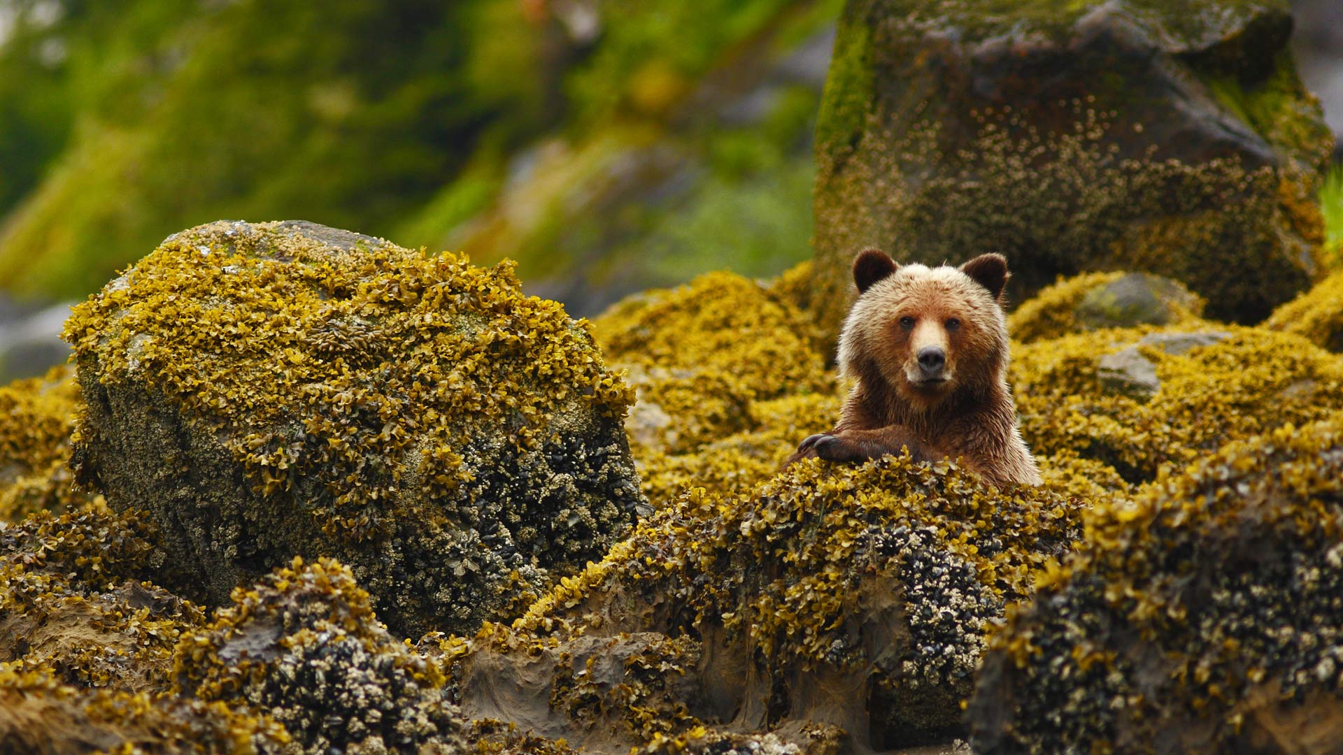 Great Bear Rainforest