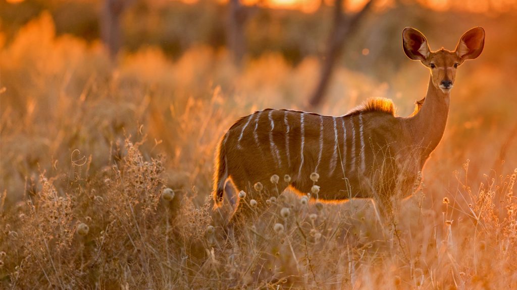 Greater Kudu