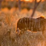 Greater Kudu