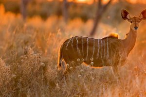 Greater Kudu