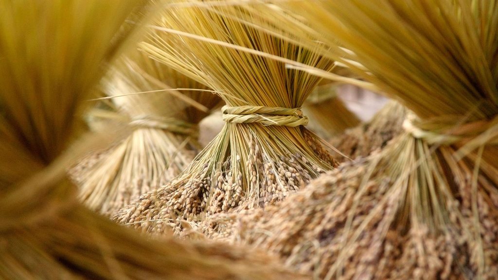 Harvested Rice