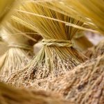 Harvested Rice