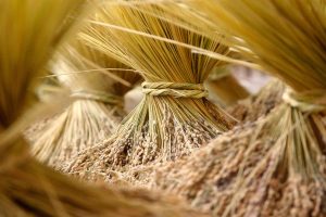 Harvested Rice