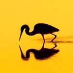 Heron Silhouette