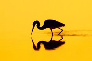 Heron Silhouette