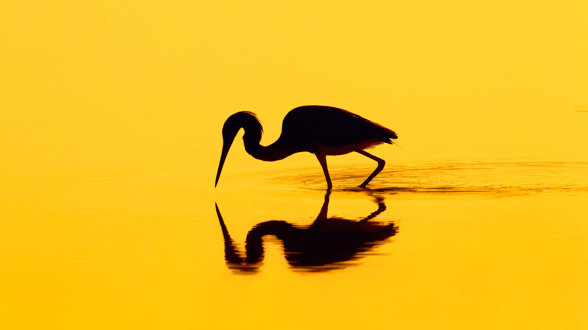 Heron Silhouette