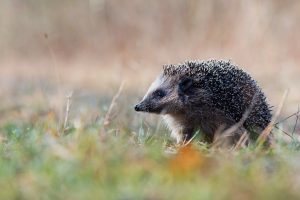 Igel Herbst