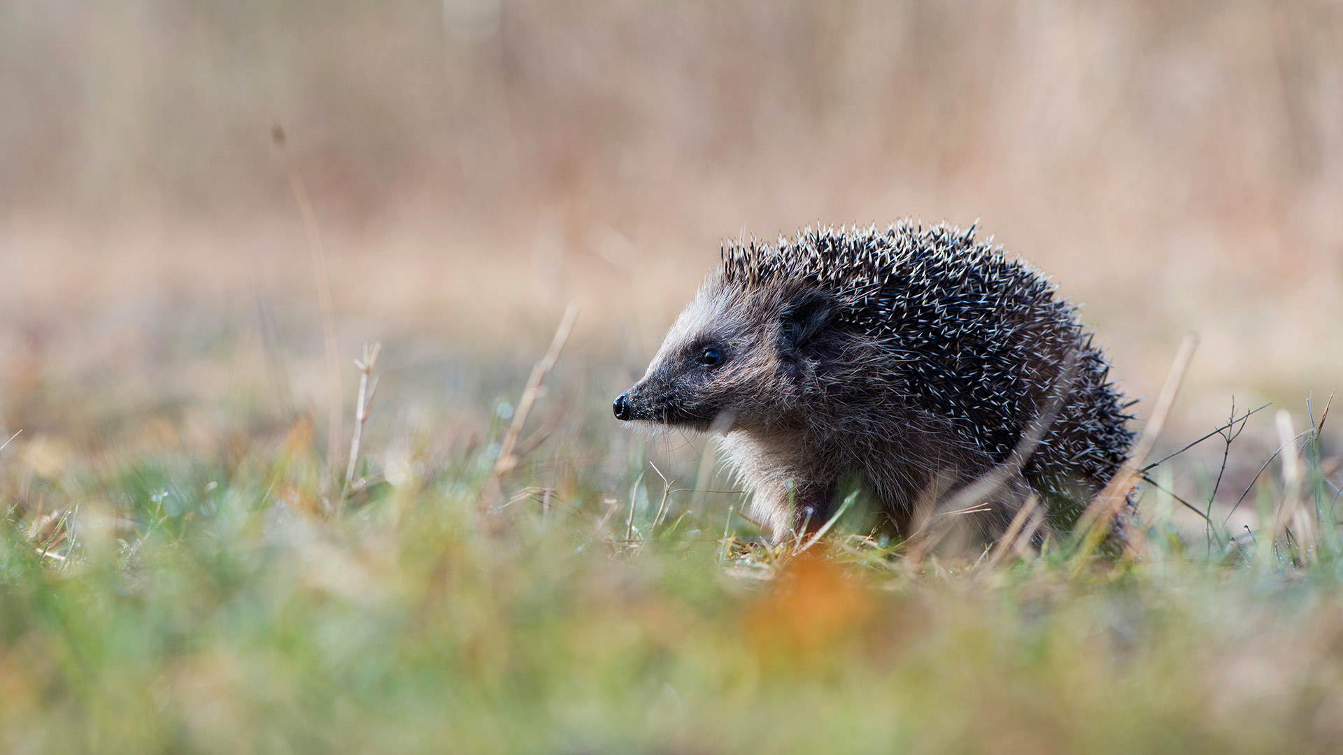 Igel Herbst