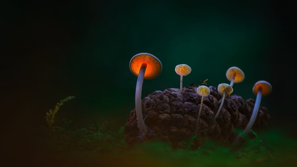 Illuminated Mushrooms