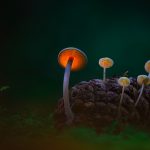 Illuminated Mushrooms