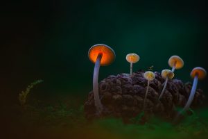 Illuminated Mushrooms