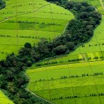 Kericho Tea