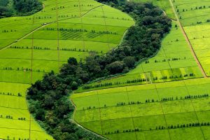 Kericho Tea