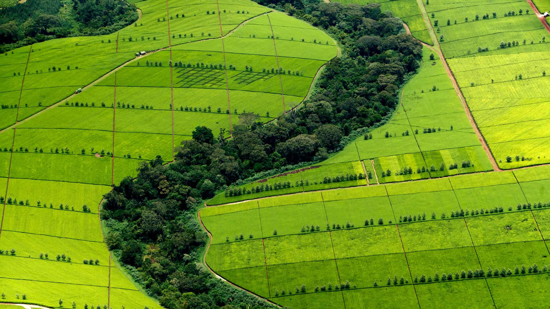 Kericho Tea