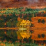 Larch Trees