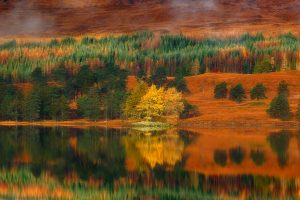 Larch Trees