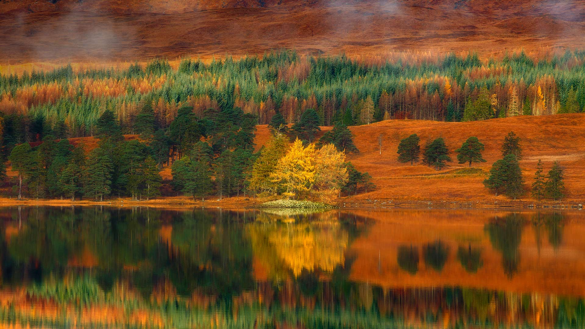 Larch Trees