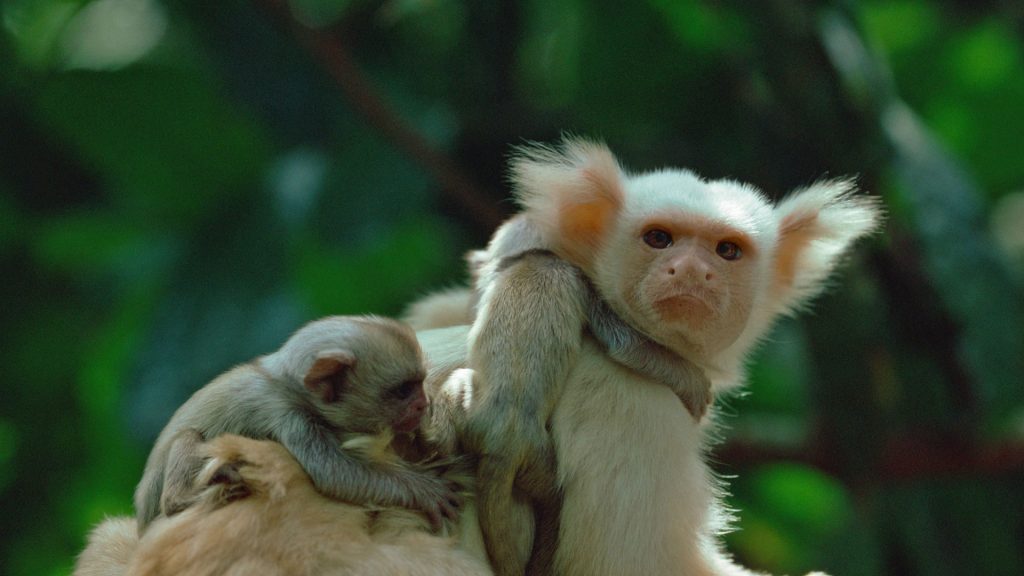 Marmoset Dad