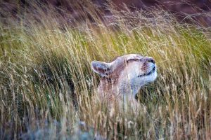 Mocho Puma