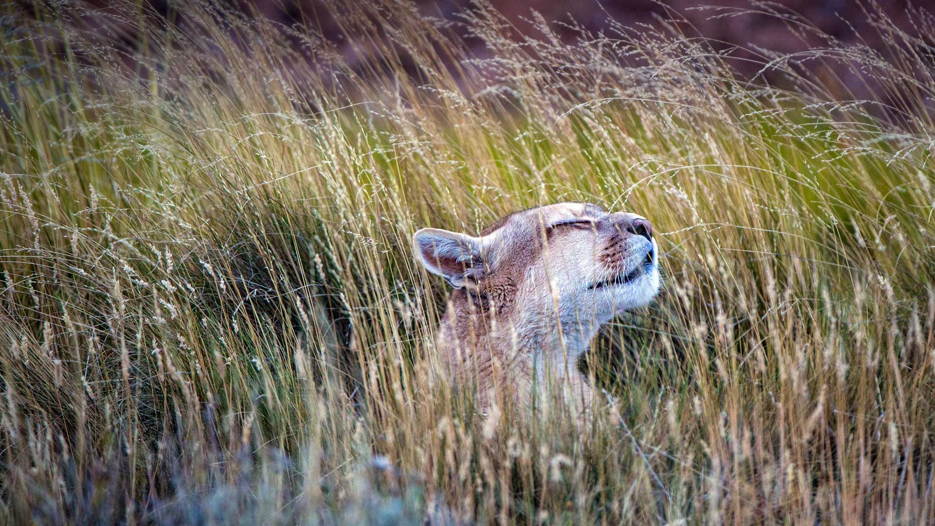 Mocho Puma