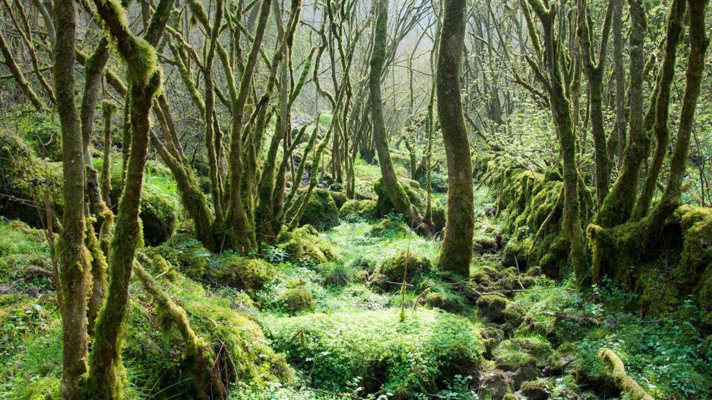 Moss Trees – Bing Wallpaper Download