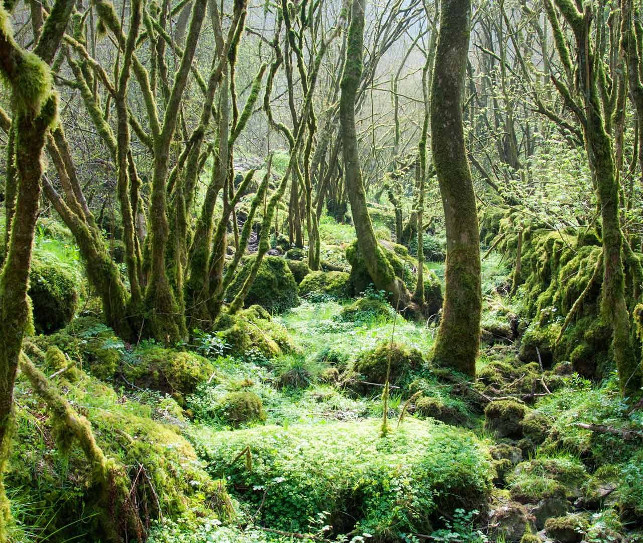 Moss Trees – Bing Wallpaper Download