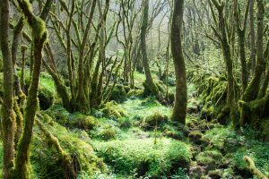 Moss Trees