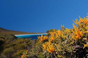 Nuytsia