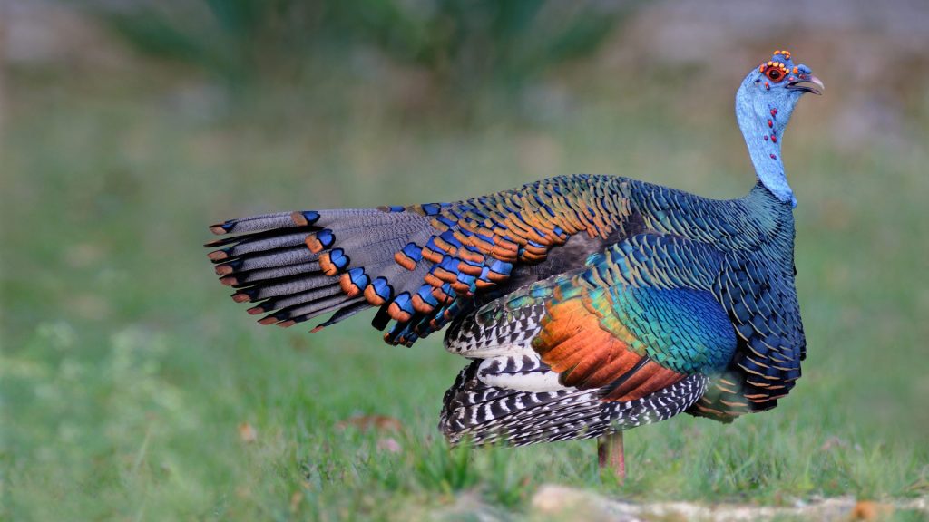 Ocellated Turkey