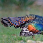 Ocellated Turkey