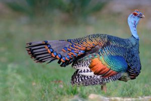 Ocellated Turkey