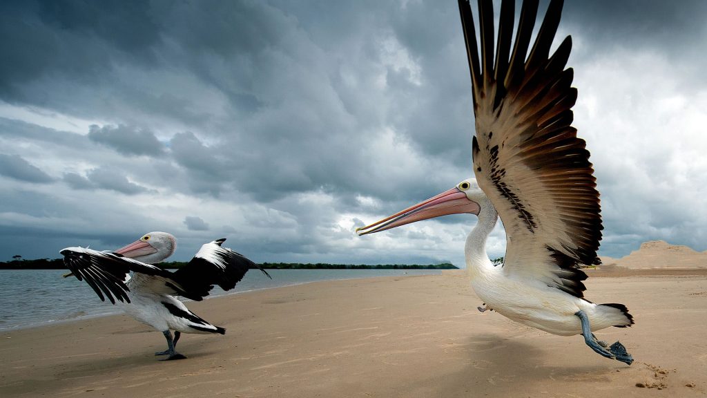 Pelican Takeoff