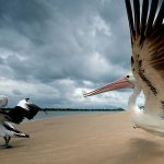 Pelican Takeoff