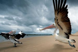 Pelican Takeoff