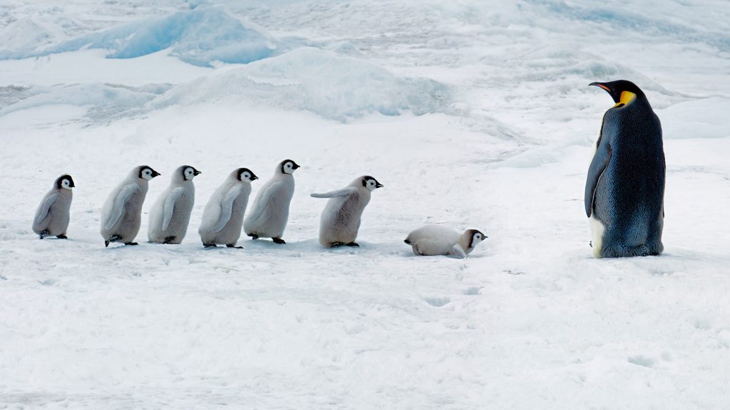 Penguin School