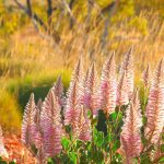 Pink Mulla Mulla Cravens Peak