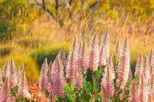 Pink Mulla Mulla Cravens Peak