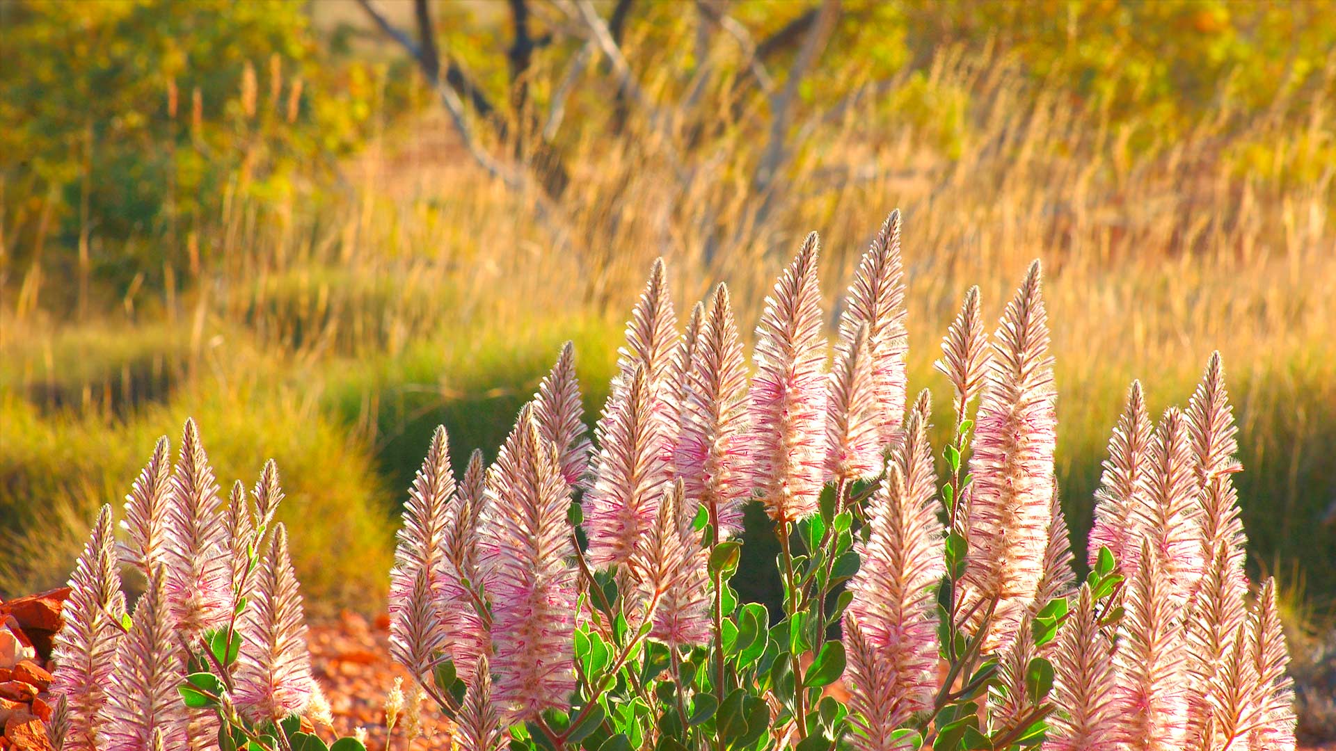 Pink Mulla Mulla Cravens Peak